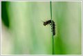 Chandelles _2018-05-27_111642 